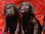 Labrador Yavurlarımız Ruhsatlı Çıftlıyımızden