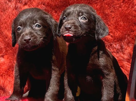 Labrador Yavurlarımız Ruhsatlı Çıftlıyımızden görsel