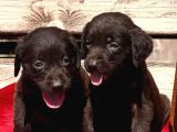 Labrador Yavurlarımız Ruhsatlı Çıftlıyımızden