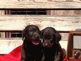Labrador Yavurlarımız Ruhsatlı Çıftlıyımızden