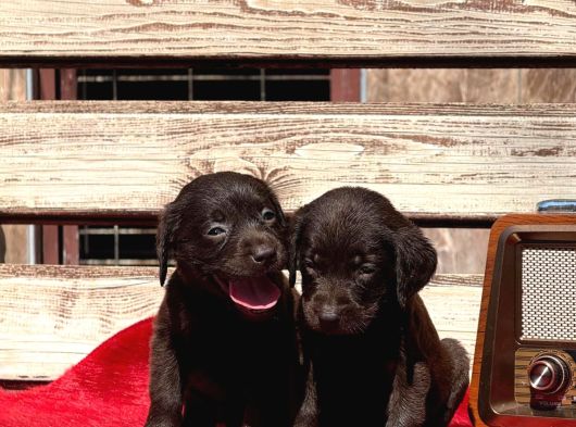 Labrador Yavurlarımız Ruhsatlı Çıftlıyımızden görsel
