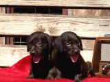 Labrador Yavurlarımız Ruhsatlı Çıftlıyımızden
