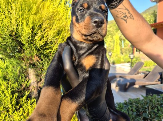 Safkan Doberman Yavruları görsel