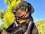 Safkan Doberman yavruları