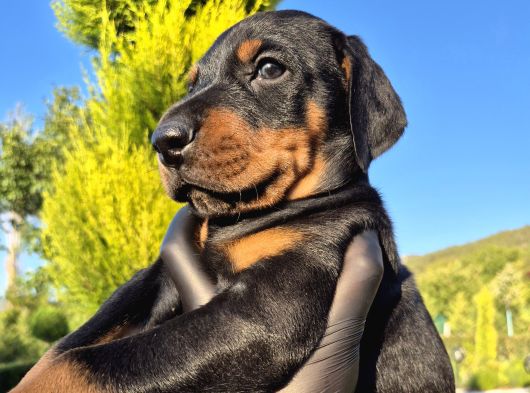 Safkan Doberman Yavruları