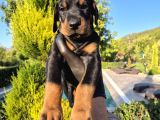Safkan Doberman Yavruları
