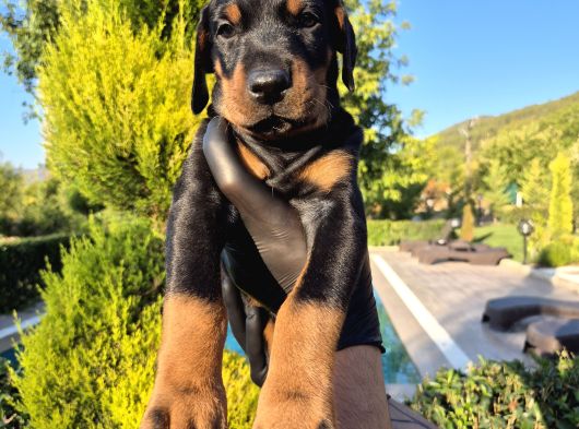 Safkan Doberman Yavruları görsel
