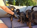 Safkan Doberman Yavruları