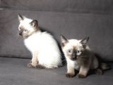MİNNOŞ SİYAM KEDİLERİM