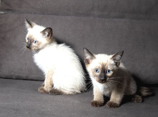 Mi̇nnoş Si̇yam Kedi̇leri̇m