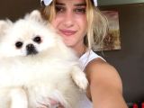 Pomeranian Boo Yavruları