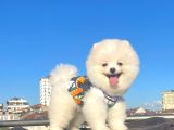 ORJİNAL POMERANİAN BOO ÇOCUKLAR