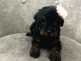 Black Brown A kalite poodle yavru