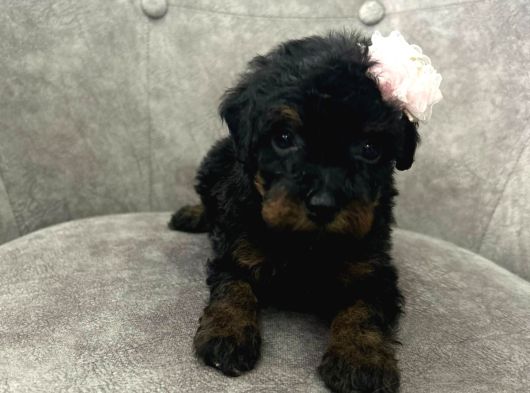 Black Brown A Kalite Poodle Yavru