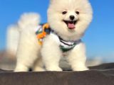 Orji̇nal Pomerani̇an Boo Çocuklar