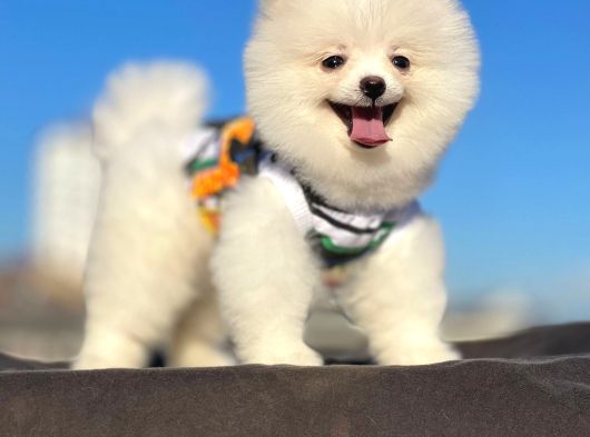 Orji̇nal Pomerani̇an Boo Çocuklar görsel