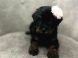 Black Brown A Kalite Poodle Yavru