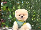 Orji̇nal Pomerani̇an Boo Çocuklar