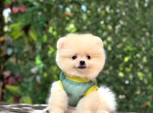 Orji̇nal Pomerani̇an Boo Çocuklar görsel