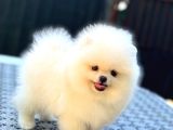 Orji̇nal Pomerani̇an Boo Çocuklar