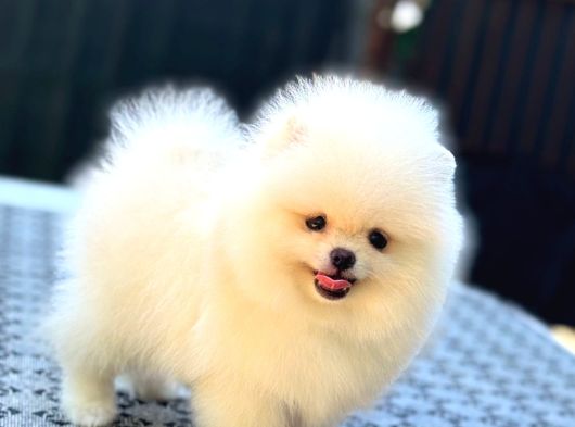 Orji̇nal Pomerani̇an Boo Çocuklar görsel