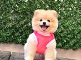 ORJİNAL POMERANİAN BOO ÇOCUKLAR