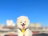 Orji̇nal Pomerani̇an Boo Çocuklar
