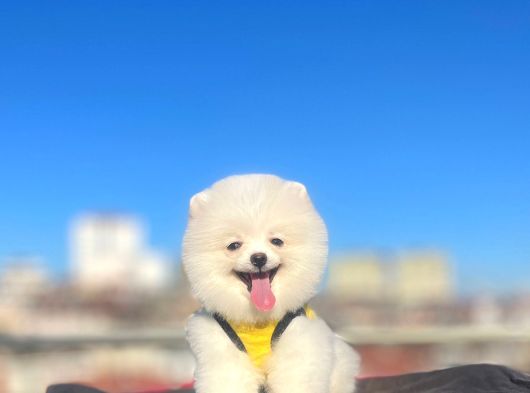 Orji̇nal Pomerani̇an Boo Çocuklar görsel