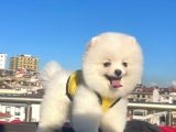 Orji̇nal Pomerani̇an Boo Çocuklar