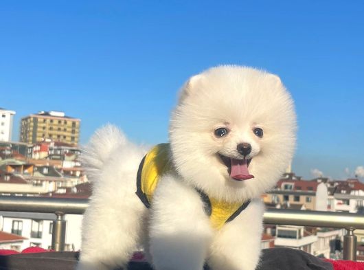 Orji̇nal Pomerani̇an Boo Çocuklar görsel