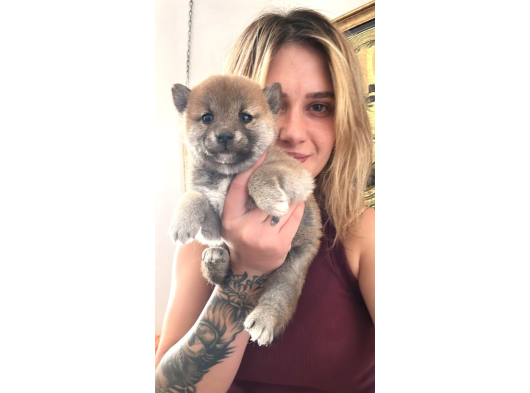 Shiba Inu Yavruları