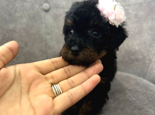 Black Brown A Kalite Poodle Yavru görsel