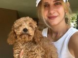 Toy Poodle Yavrularımız