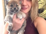 Shiba Inu Yavruları
