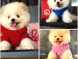 Pomeranian yavrularımız gelmiştir