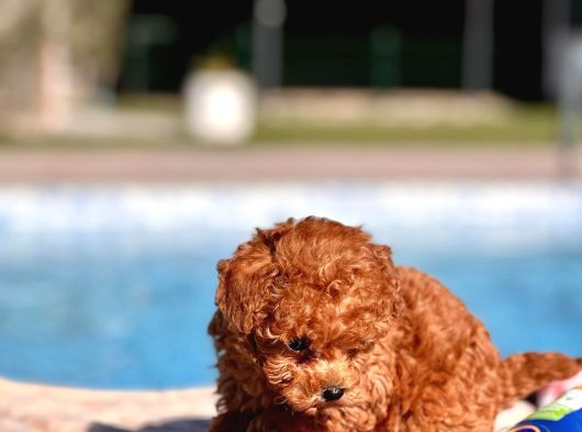 Muhteşem Toy Poodle Yavruları İstanbul görsel