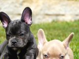 French Bulldog Yavruları Sizleri Bekliyor