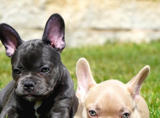 French Bulldog Yavruları Sizleri Bekliyor görsel