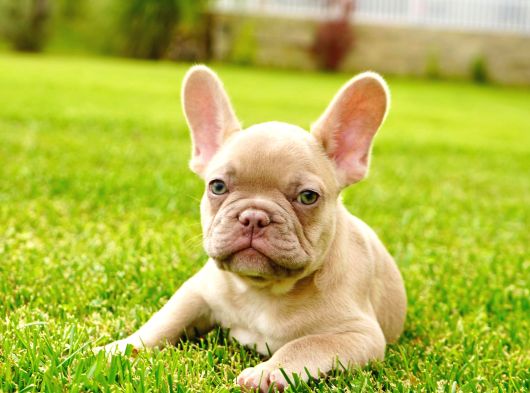 French Bulldog Yavruları Sizleri Bekliyor