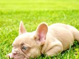 French Bulldog Yavruları Sizleri Bekliyor