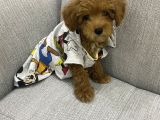 3 aylık sevimli toy poodle