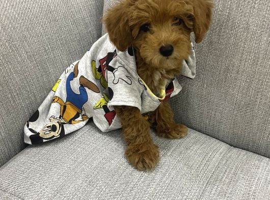 3 Aylık Sevimli Toy Poodle