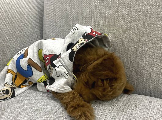 3 Aylık Sevimli Toy Poodle görsel
