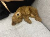 3 Aylık Sevimli Toy Poodle