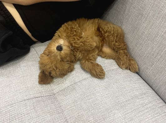 3 Aylık Sevimli Toy Poodle görsel