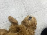3 Aylık Sevimli Toy Poodle