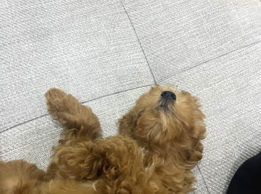 3 Aylık Sevimli Toy Poodle görsel