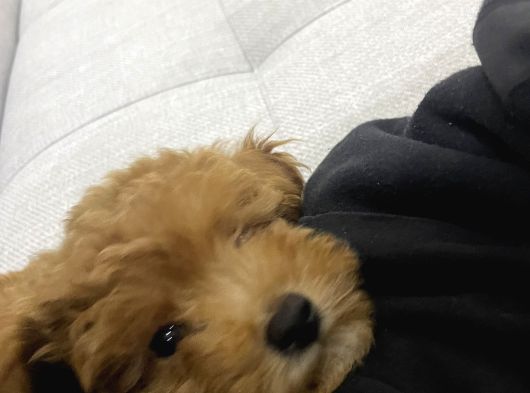 3 Aylık Sevimli Toy Poodle görsel