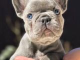 Blue French bebekler