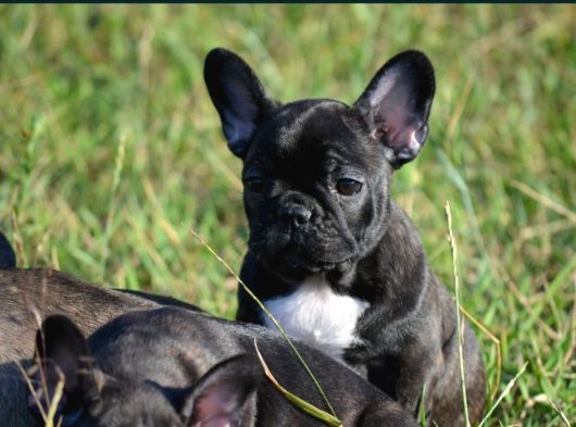 Siyah French Bulldog Yavrular görsel
